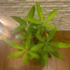 ❇️傘をさしたような形の愛らしい✨観葉植物【パキラ】✨の画像
