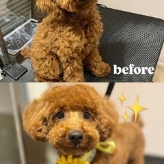 初回割引あり✨おうちで安心トリミング🐾茨城県西エリア中心に…