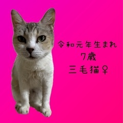 令和元年生まれの三毛猫♀〖無償讓渡〗