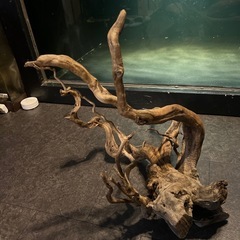 流木の画像