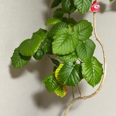 観葉植物　ウンベラータの画像
