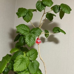 観葉植物　ウンベラータの画像