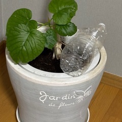 観葉植物　ウンベラータの画像