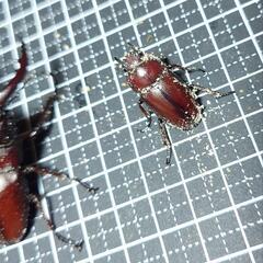 やたらと赤いノコギリクワガタペアの画像