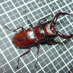 やたらと赤いノコギリクワガタペアの画像