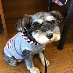 ペット　キャリーバッグ　（ふたつ分の値段）の画像