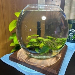 GEX グラスアクア　PERCOの画像