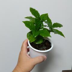 コーヒーの木 観葉植物の画像