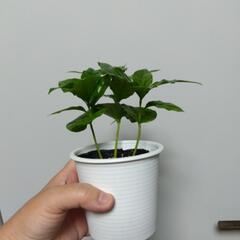 コーヒーの木 観葉植物の画像