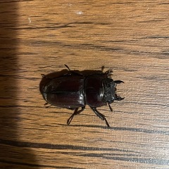 スマトラオオヒラタクワガタ ♀2頭の画像