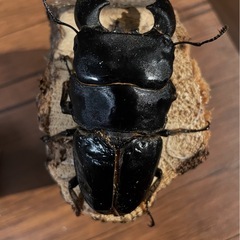 スマトラオオヒラタクワガタ ♀2頭の画像