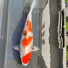 3匹 
昭和三色 錦鯉の画像