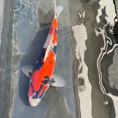 3匹 
昭和三色 錦鯉の画像