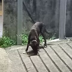 黒色の迷い犬