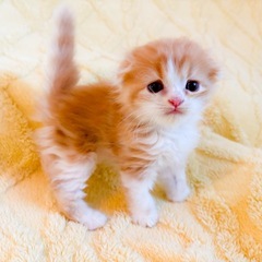 【決定】ミヌエット×スコティッシュ２