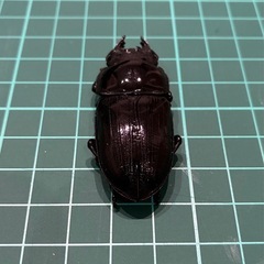 【ネット決済 配送可】 能勢YG 国産オオクワガタ ペア+雌1匹 78.6 50.1 50.0の画像