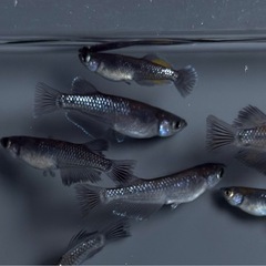 ミックス　メダカ　15匹以上　ミッドナイトフリル系【画像同等のめだか】の画像