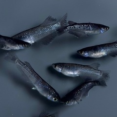 ミックス　メダカ　15匹以上　ミッドナイトフリル系【画像同等のめだか】の画像