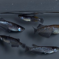 ミックス　メダカ　15匹以上　ミッドナイトフリル系【画像同等のめだか】の画像