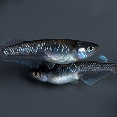 ミックス　メダカ　15匹以上　ミッドナイトフリル系【画像同等のめだか】の画像