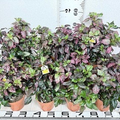 【植物】斑入りハイビスカス 赤斑の画像