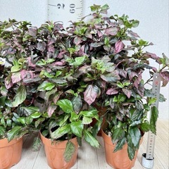 【植物】斑入りハイビスカス 赤斑の画像
