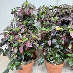 【植物】斑入りハイビスカス 赤斑の画像