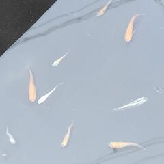 【夏休み企画】メダカを飼ってみませんか？の画像
