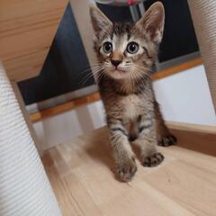 仔猫の相談室Vita里親募集(70)