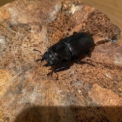 岩手県産　オオクワガタペア　WF1
の画像