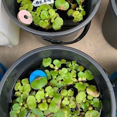 ②🐟水草いろいろ 7ポットまでの画像