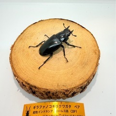 大型104㎜ギラファノコギリクワガタ　ペア　の画像