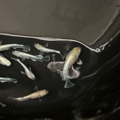エメキン15匹の画像