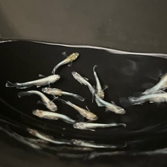 エメキン15匹の画像