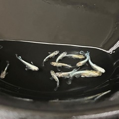 エメキン15匹の画像