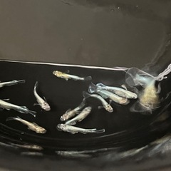 エメキン15匹の画像