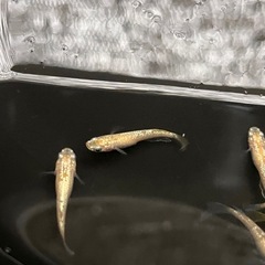 シャンパンゴールド10匹の画像