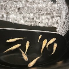 シャンパンゴールド10匹の画像