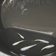 ネプチューン5匹の画像