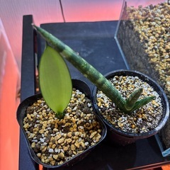 【決まりました】植物　サンセベリア　サンスベリアの画像