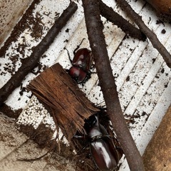 国産カブトムシの画像