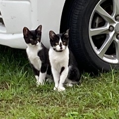野良猫の子供2匹です