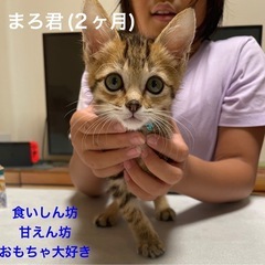 [甘えん坊]2ヶ月男の子