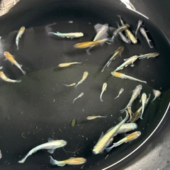 メダカ　花魁advance
の画像