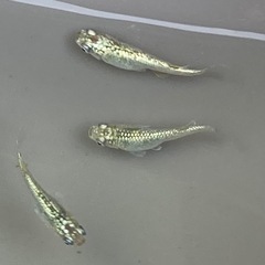 メダカ サボテン 若魚 5匹
の画像
