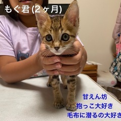 [毛布などに潜るの大好き]2ヶ月男の子
