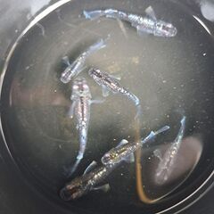 【メダカ】ミッドナイトフリル ラメの画像