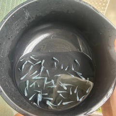 おひとり様限定1匹100円　深海メダカの画像