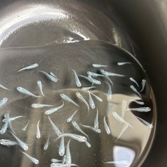 おひとり様限定1匹100円　深海メダカの画像