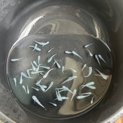 おひとり様限定1匹100円　深海メダカの画像